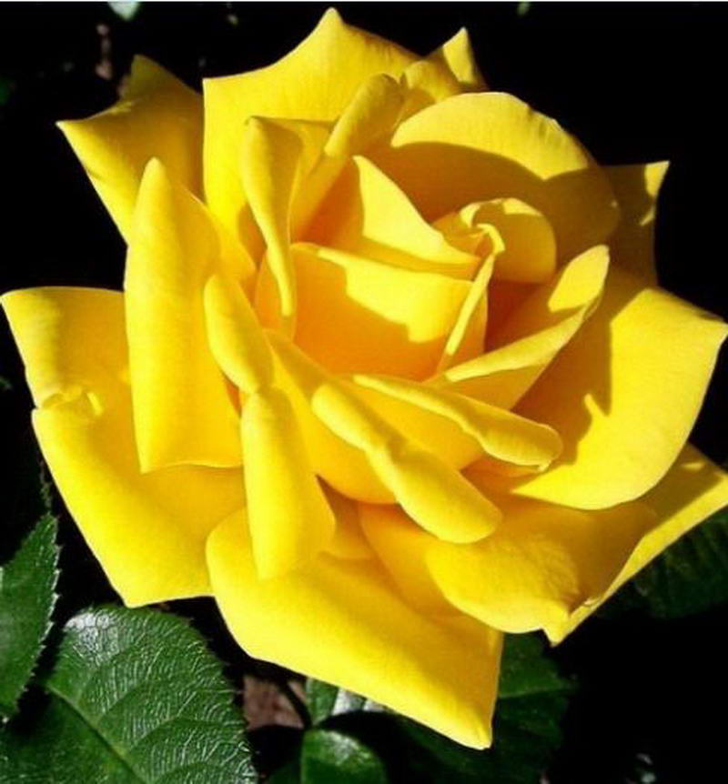 Роза чайно-гибридная Старлайт